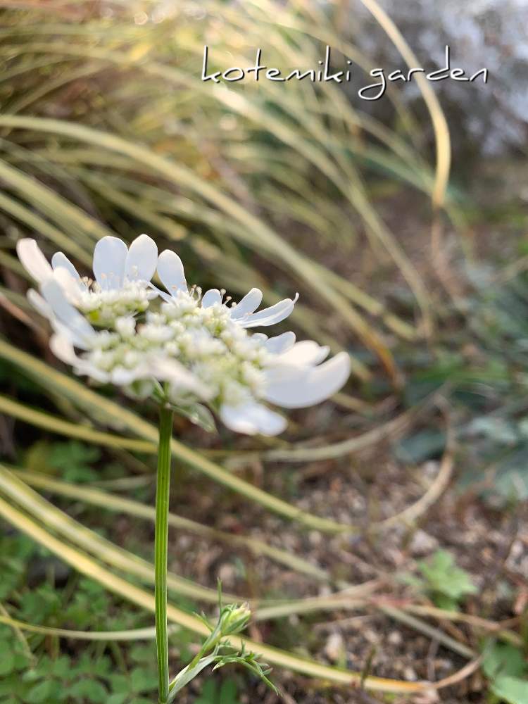 かおりんのオルレアの投稿画像 By コテミキさん Gs映えとこんな時こそ花をとおうち園芸とオルレア と花のある暮らし 月12月26日 Greensnap グリーンスナップ