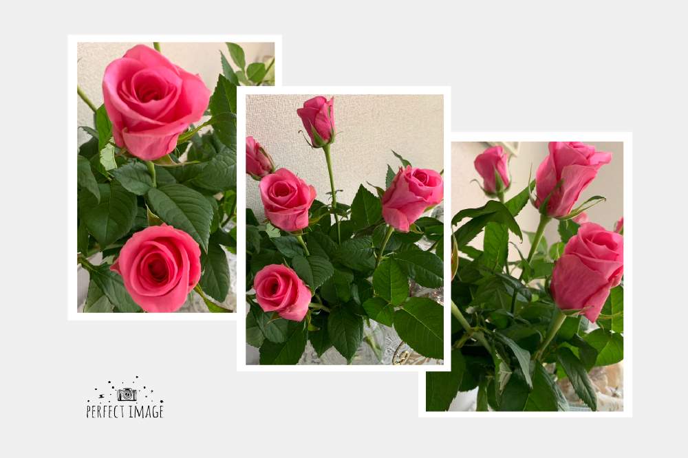 バラ ラブリーガールの投稿画像 By えりー さん 花のある暮らしと薔薇 と切り花と幸せな時間 月12月26日 Greensnap グリーンスナップ