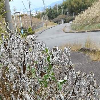 立ち尽くすの投稿画像一覧 Greensnap グリーンスナップ