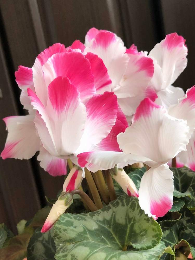 ピンクの花の投稿画像 By きゅーぴぃさん 可愛い花と綺麗な花とシクラメン大好きとガーデニングと花のある暮らし 月12月26日 Greensnap グリーンスナップ