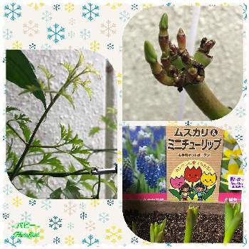 挿し木のプルメリアの投稿画像一覧 Greensnap グリーンスナップ