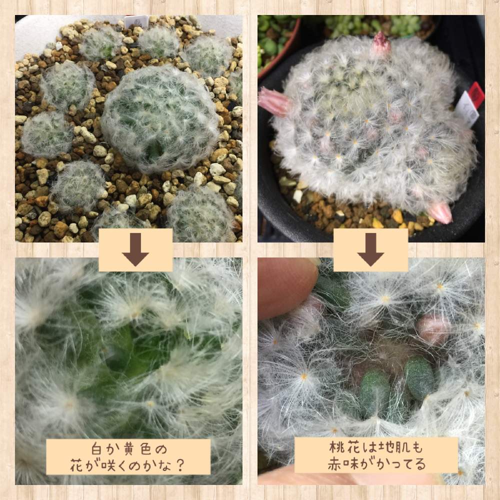 白星の投稿画像 By 犬嫁さん 多肉植物とおうち園芸とマミラリア属と多肉中毒重症患者とチーム愛知と部屋と多肉植物とおうち園芸とマミラリア属と多肉中毒重症患者とチーム愛知 月12月26日 Greensnap グリーンスナップ Greensnap グリーンスナップ