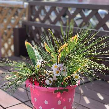  松竹梅の画像 by ユリの娘さん | 小さな庭と花のある暮らしとお正月準備と 梅の花と 松竹梅