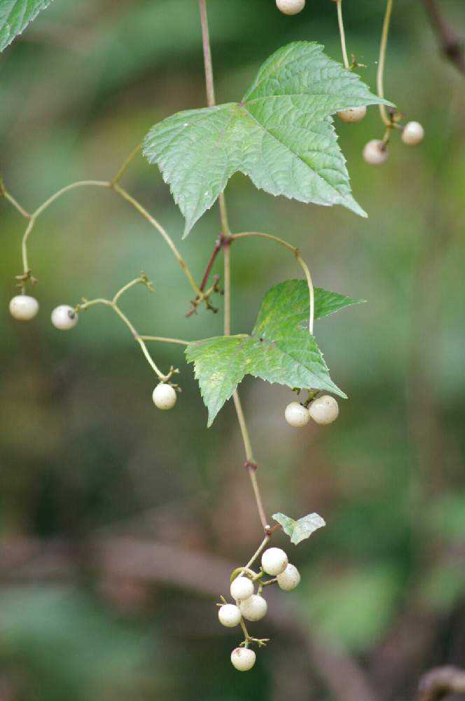 野葡萄 Only Greensnap グリーンスナップ