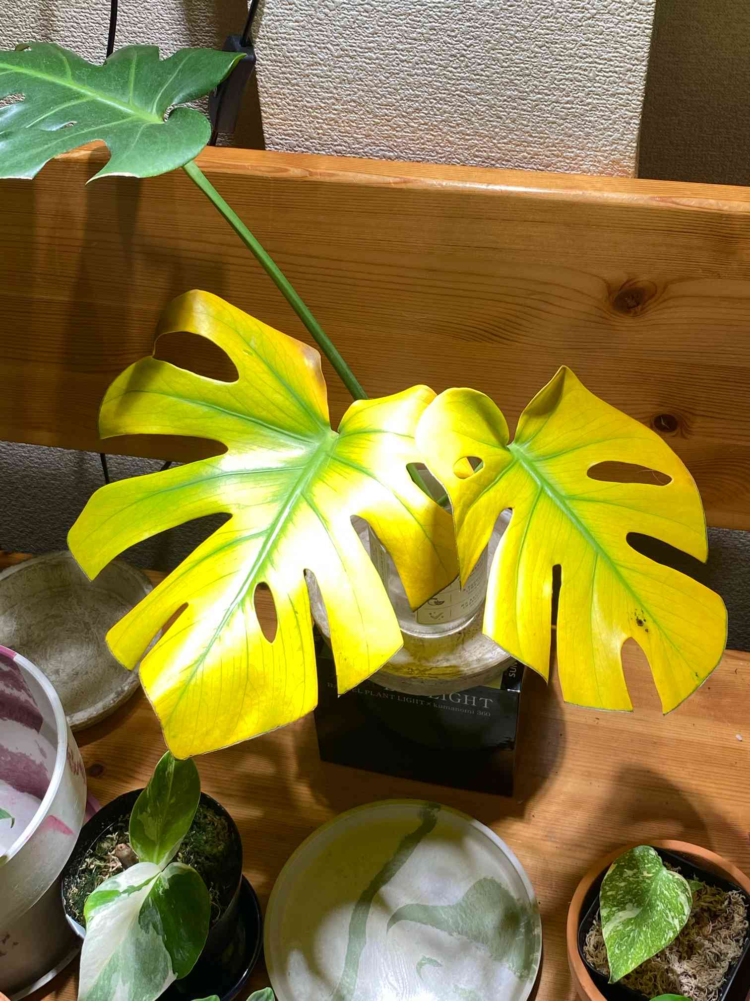モンステラ デリシオーサ 種から育てるの巻｜🍀GreenSnap（グリーン