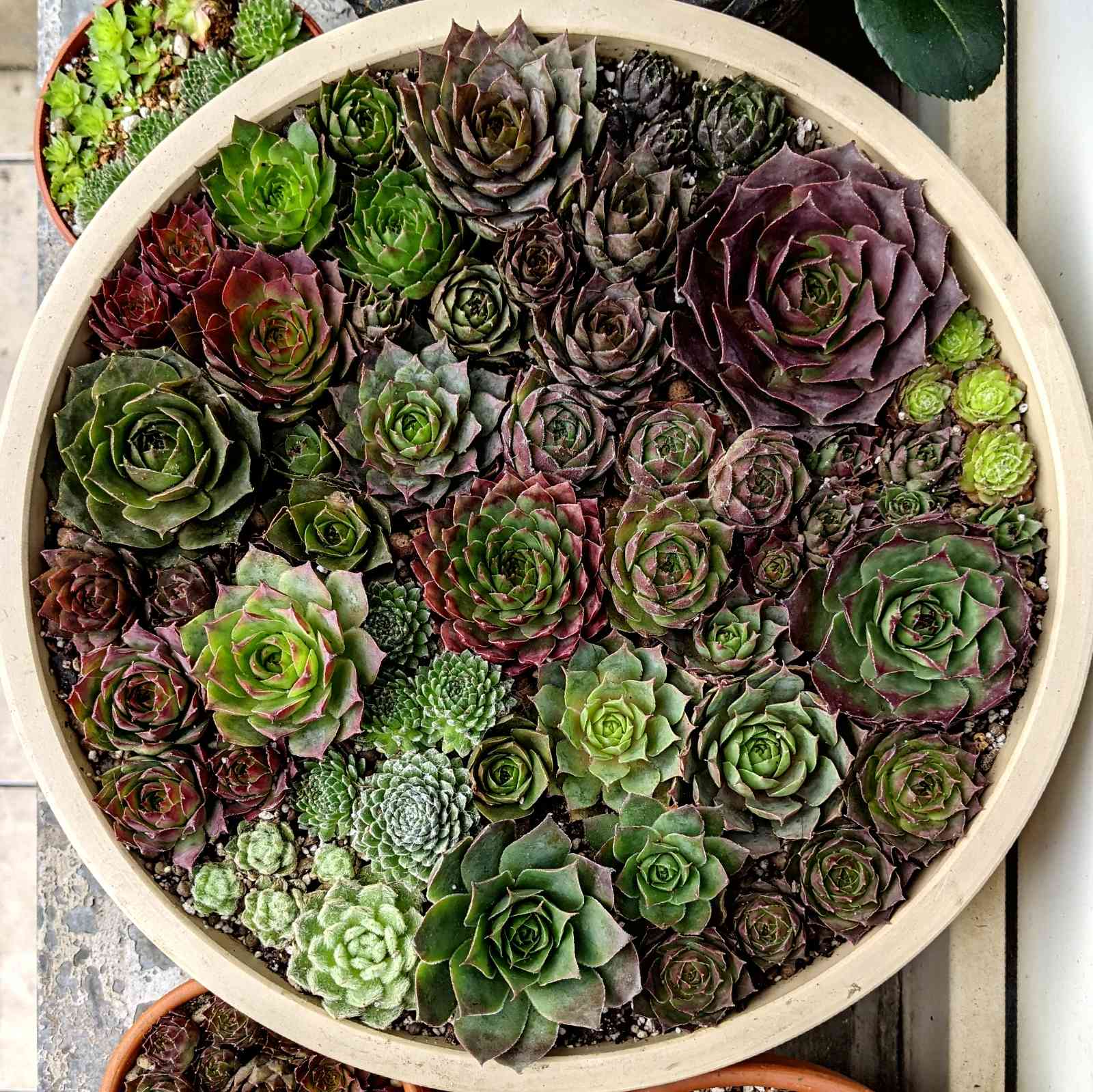 センペルビウム40品種セット 7.5cmポット センペルビウム40品種セット