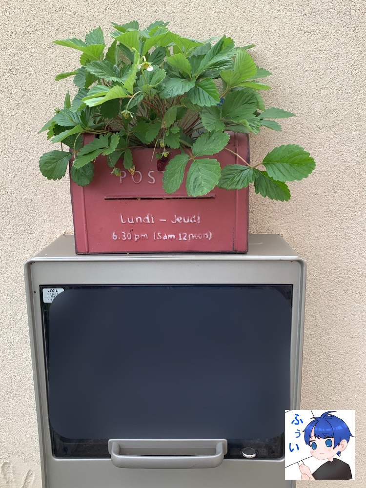 オシャレの投稿画像 By ふぅい 寄せ植え物語 さん いちご大好きとハーブと可愛いとかわいいとおしゃれ と ワイルドストロベリーとかわいいな とお花屋 さんとワイルドストロベリーと玄関とオシャレといちご大好きとハーブと可愛いとかわいいとおしゃれ と