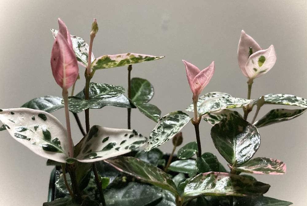 ハツユキカズラの投稿画像 By Nyaoさん 小さな葉と観葉植物と白い葉とピンクと斑入り 月12月27日 Greensnap グリーンスナップ