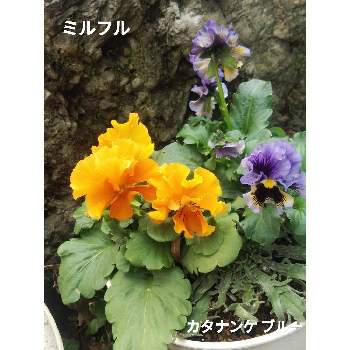 カタナンケ・ブルーの画像 by メリーさん | 小さな庭とカタナンケ・ブルーとミルフルとおうち園芸と寄植えと鉢植えと花のある暮らし