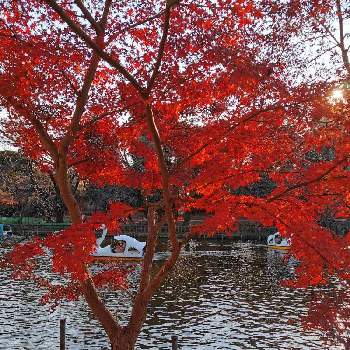 井の頭公園の投稿画像一覧 Greensnap グリーンスナップ