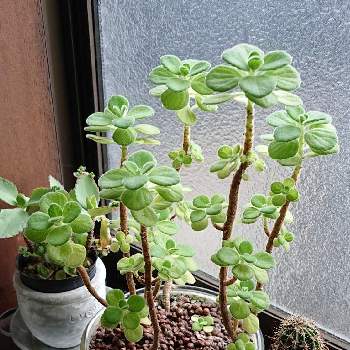 アロマティカス ハイドロカルチャーの投稿画像一覧 Greensnap グリーンスナップ