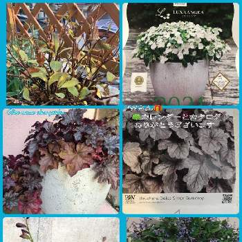 スーパーサルビア ロックンロールの投稿画像一覧 Greensnap グリーンスナップ