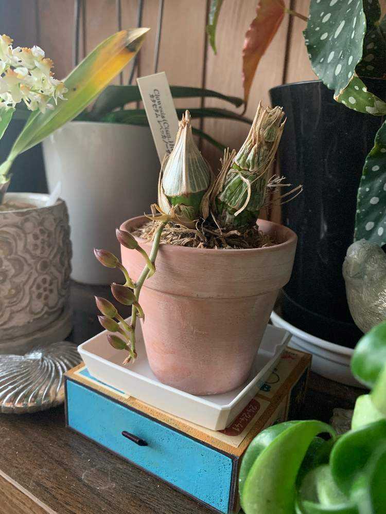 Cl. Rebecca Northen 'Mikkabi'改めCl. Grace Dunn育成記録