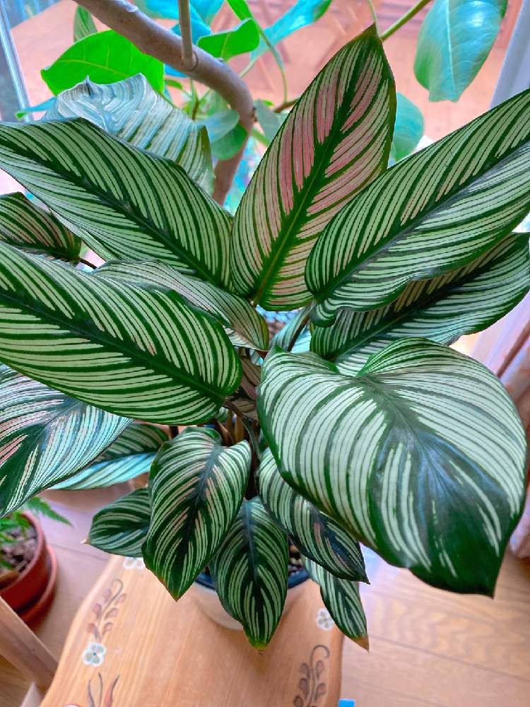 カラテア マエスティカ ホワイトスターの投稿画像 by ちあさん｜吊り下げとリビングジャングルと生産者直送とカラテア