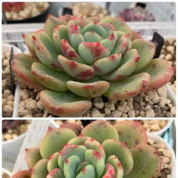 血斑入りアリエル ③ 韓国苗 葉挿し 多肉植物 血しぶき