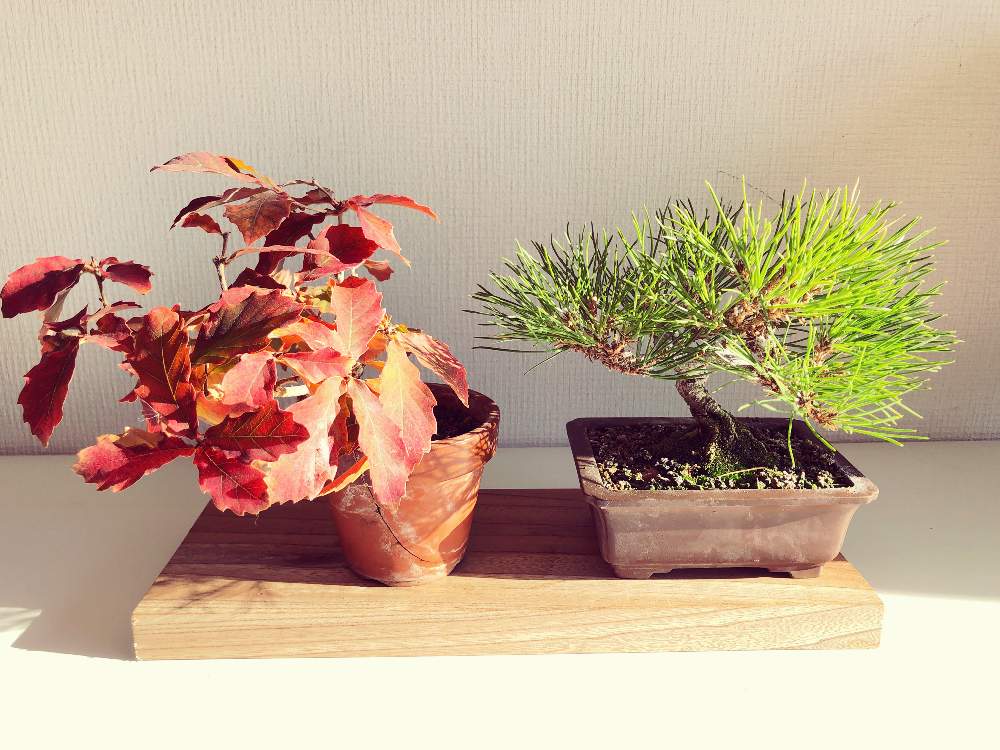 黒松の投稿画像 By Tatu5326さん コナラとスマホ撮影とミニ盆栽と紅葉 こうよう と実生と鉢植えと手作り棚と小品盆栽とマンションと盆栽 月12月27日 Greensnap グリーンスナップ