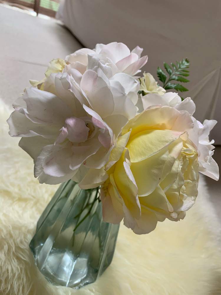 バラ アイスバーグの投稿画像 By まーるさん バラ ピース 月12月27日 Greensnap グリーンスナップ