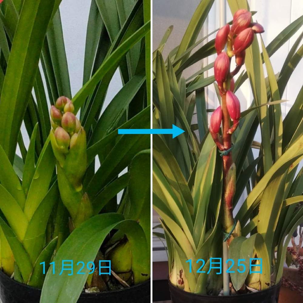 シンビジウム リトルキッスの投稿画像 By ゴルなずなさん 小さな庭と多肉初心者と多肉好きと多肉初心者と多肉好き 月12月27日 Greensnap グリーンスナップ Greensnap グリーンスナップ シンビジウム リトルキッスの投稿画像 By ゴルなずなさん 小さな庭と多肉初心者と多肉好きと多肉初心者と多肉好き 月12月27日 Greensnap グリーンスナップ Greensnap グリーンスナップ