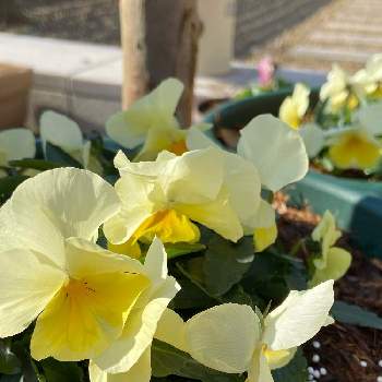 良く咲くスミレの画像 by Angelaさん | 小さな庭とビオラ・パンジーと黄色の花と良く咲くスミレと１２月と耐寒性