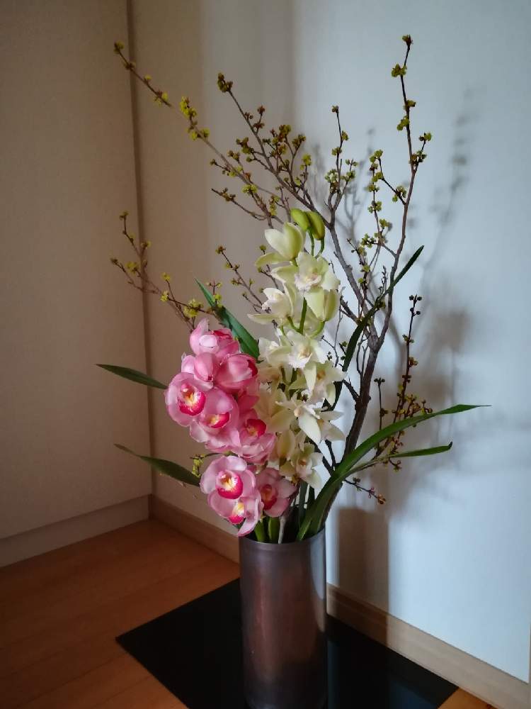 シンビジウムの投稿画像 By アネモネさん おもてなしの花と花を飾るとお部屋に花をとお正月と生花といけばなと部屋を飾ると花のある暮らしと切り花と生け花 月12月27日 Greensnap グリーンスナップ