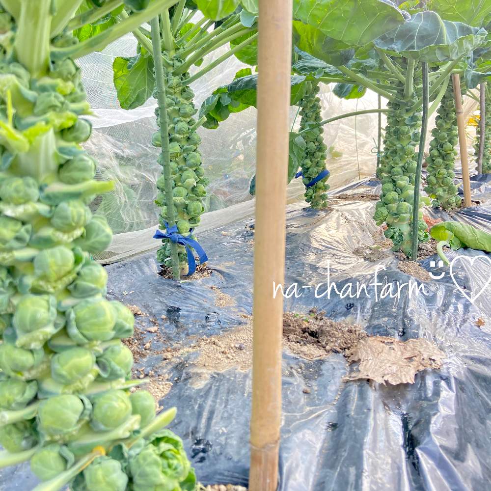 芽キャベツの投稿画像 By Na Chanさん 寒冷紗と黒マルチと無農薬 家庭菜園と共同菜園借りてますと無農薬と種から育てる とna Chan Farm 月12月27日 Greensnap グリーンスナップ