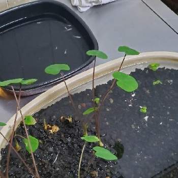 ヤツガシラの投稿画像一覧 Greensnap グリーンスナップ