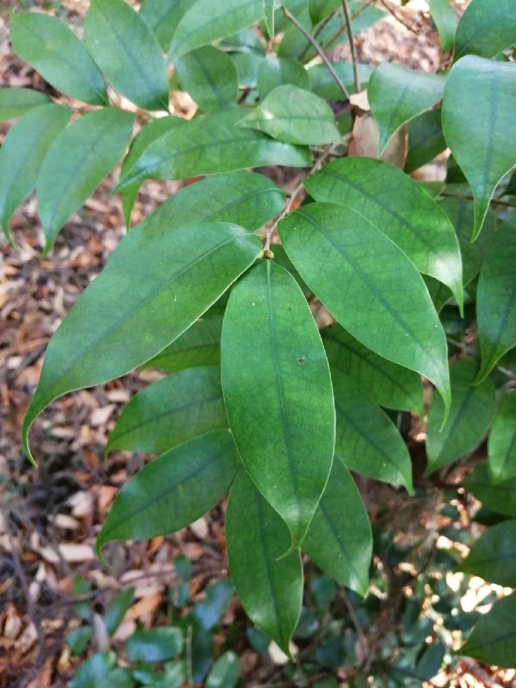 ちんたんちんさんの投稿画像 月12月27日 Greensnap グリーンスナップ