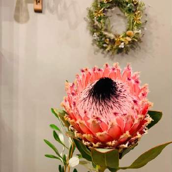 お家でグリーン楽しむの画像 by ボーダーさん | 部屋とプロテアとお家でグリーン楽しむとインテリアとお花とお花の王様と花のある暮らしとオージー好き