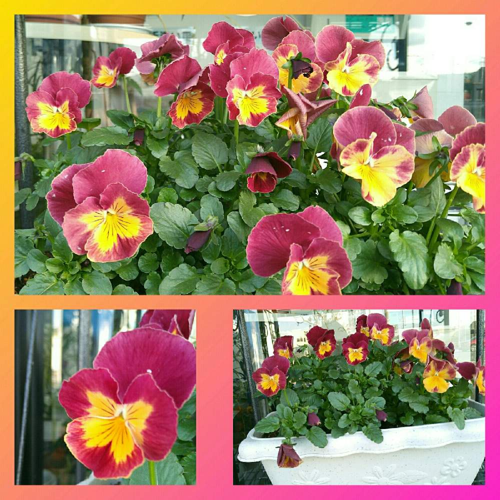 パンジー ビオラの投稿画像 By ゆめ さん 今日もお疲れ様 と美容室と今日もありがとう と優しい花に癒やされてと可愛い と今日の出会い花と花のある暮らし 月12月27日 Greensnap グリーンスナップ