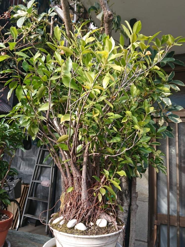 ガジュマルの投稿画像 By Yanさん 観察と実家と冬越しと風水と癒しと玄関いっぱいと緑のある暮らしと植木鉢 月12月27日 Greensnap グリーンスナップ
