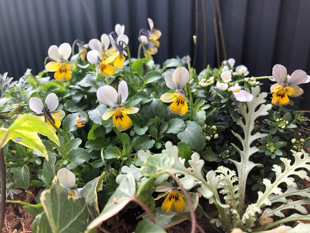 ネモフィラの投稿画像 By まっさんさん ビオラとへデラと極小輪ビオラ リトルコニーとキュンキュン乙女倶楽部とワイヤーバスケットと寄せ植えと パンジー ビオラ寄植えフォトコンテスト Cainzと花のある暮らしとチーム愛知とgs植物うちなーぐち会 月12月27日