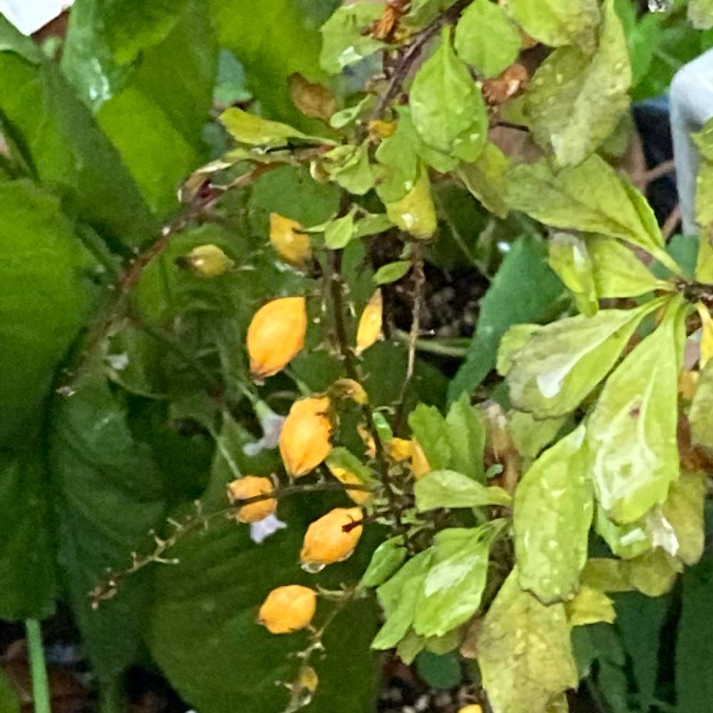 デュランタの投稿画像 By Manabeさん デュランタの黄色い実とナス科と黄色い実とハリマツリ属と小さな庭と花のある暮らしとナス科と黄色い実と ハリマツリ属と花のある暮らし 月12月28日 Greensnap グリーンスナップ Greensnap グリーンスナップ デュランタの投稿画像 By Manabeさん デュランタの黄色い実とナス科と黄色い実とハリマツリ属と小さな庭と花のある暮らしとナス科と黄色い実と ハリマツリ属と花のある暮らし 月12月28日 Greensnap グリーンスナップ Greensnap グリーンスナップ