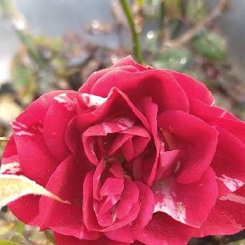 中輪咲きの画像 by ちえこさん | 小さな庭と薔薇トイトイトイとプランター植えと花のある暮らしと中輪咲きと日当り良好な場所