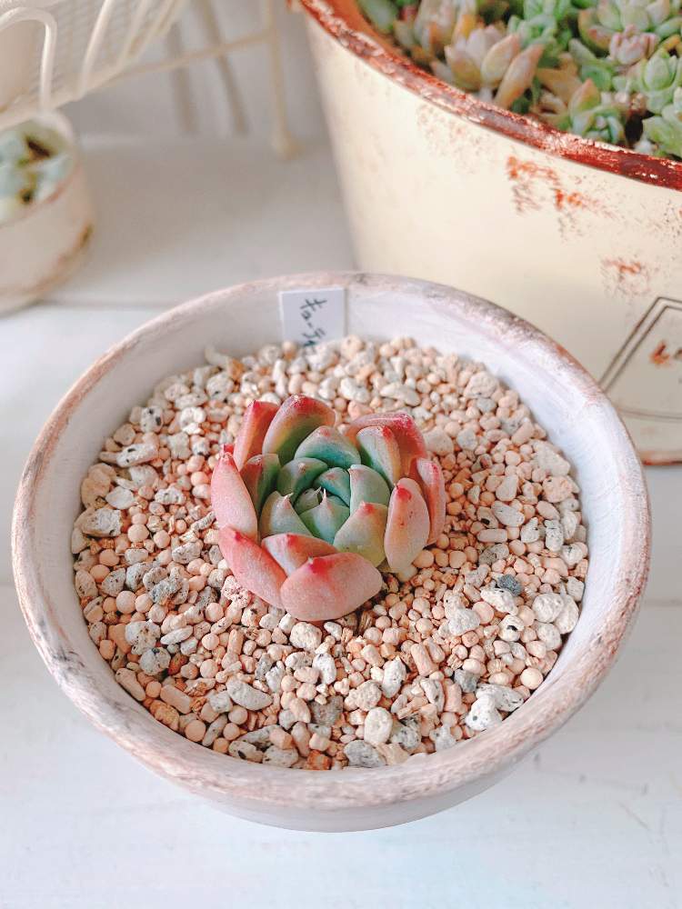 多肉植物 カワイイ紅葉コンビ♡フーケリー とチョコレートボール♫ 多肉植物 カワイイ紅葉コンビ♡フーケリー とチョコレートボール♫