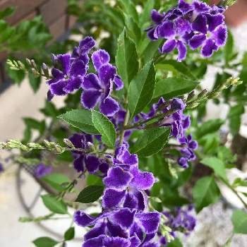 ジュランタン の投稿画像一覧 Greensnap グリーンスナップ