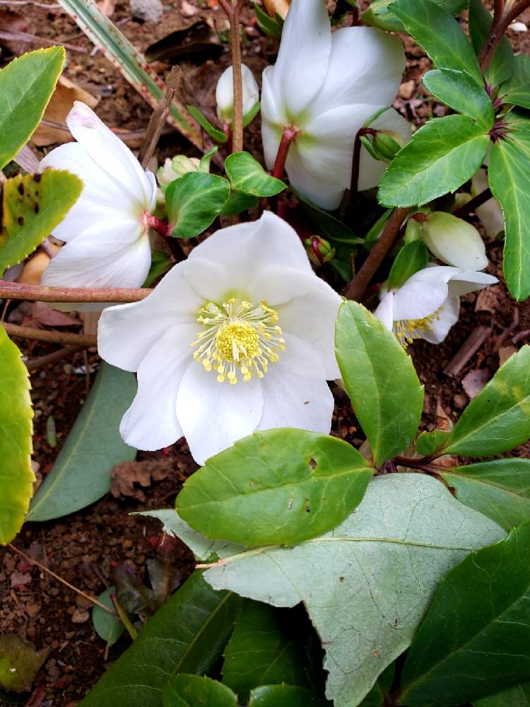 クリスマスローズ クリスマスキャロルの投稿画像 By カトレアさん 癒される と色が好きと クリスマスローズと純白が好きとスマホで撮影と可愛い 月12月28日 Greensnap グリーンスナップ