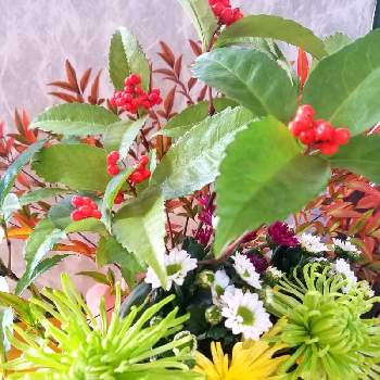 お正月の花の投稿画像一覧 Greensnap グリーンスナップ