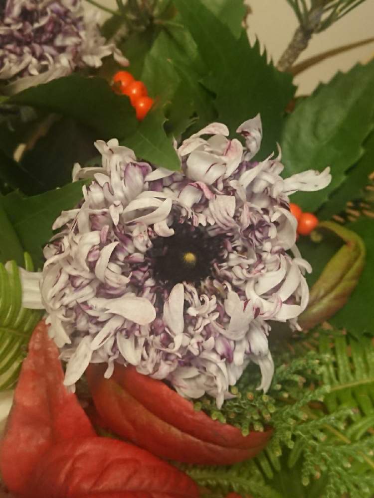 お正月アレンジの投稿画像 By かのたくさん 可愛い花とちょっと不思議とラナンキュラスと和室とお正月アレンジと可愛い花とちょっと不思議 月12月28日 Greensnap グリーンスナップ Greensnap グリーンスナップ