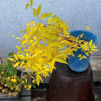 紅葉する木の投稿画像一覧 Greensnap グリーンスナップ