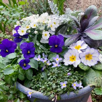 青い鉢の画像 by ますりんさん | 小さな庭とビオラとプリムラ　ジュリアンとヒナソウと白妙菊とプリムラマラコイデス（古都さくら）とブラックサファイアとビオラ・パンジーと寄せ植えと「パンジー＆ビオラ寄植えフォトコンテスト」-CAINZと ハボタンとマイガーデンと青い花と青い鉢と好きな色♡と青紫の花と白い花とシルバーリーフ