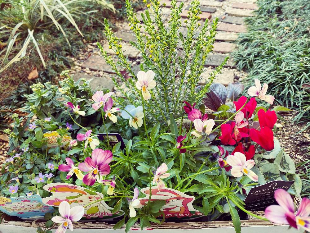 寄せ植えの投稿画像 By Ririさん ビオラの季節とガーデニングと花のある暮らしとガーデンシクラメン 寄せ植えと花が好き 月12月28日 Greensnap グリーンスナップ