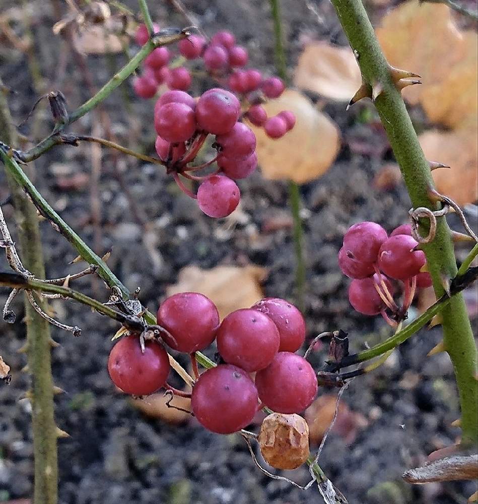 花 サルトリイバラ サルトリイバラ 花 画像