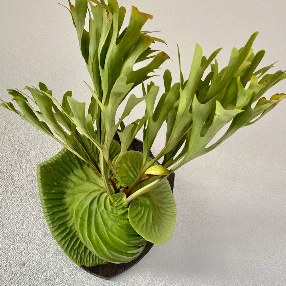 好評再入荷ビカクシダ リドレイ Fm4oQ-m92514632466植物/観葉植物 ...