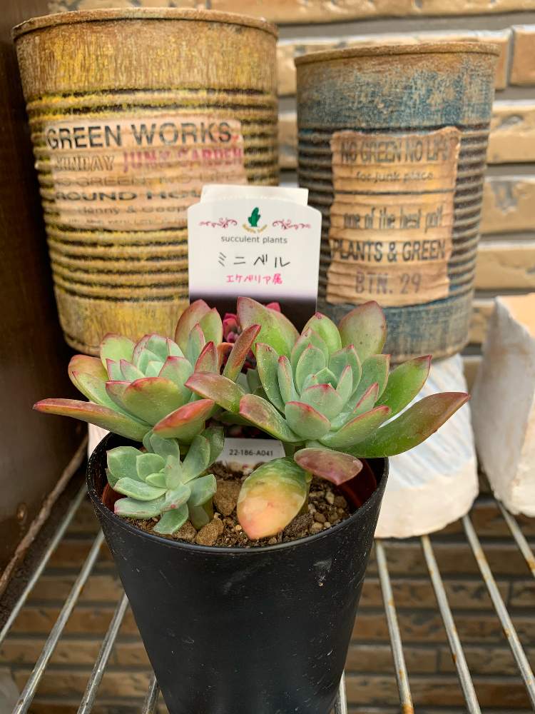 ミニベルの投稿画像 By Jushiさん 多肉植物とタニパトと 多肉いろいろと多肉大好きと多肉のある暮らしとおうち園芸とエケベリア ミニベルとありがとうと可愛い と多肉バカとエケベリア属とコメリと綺麗になってね とホームセンターと多肉棚とぼたんさんリメ缶
