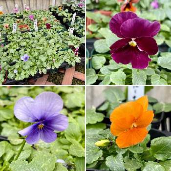 ビオラ ビビ クリアライトブルーの投稿画像一覧 Greensnap グリーンスナップ