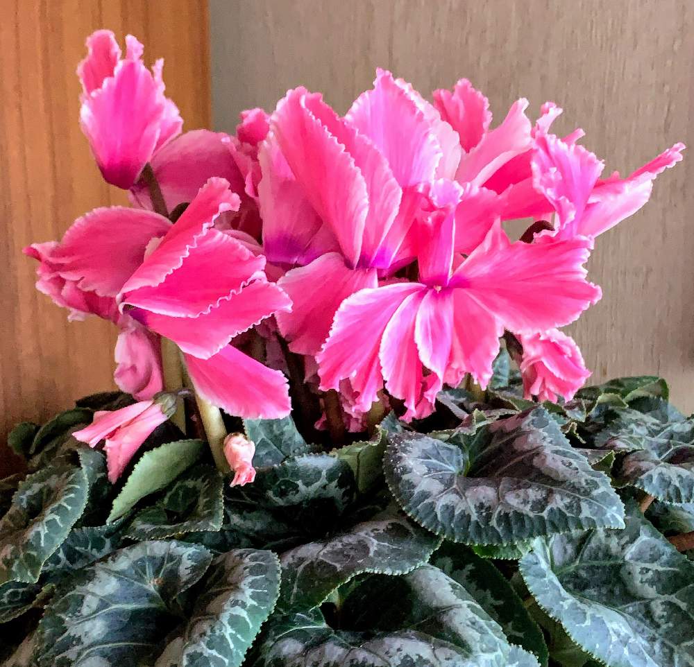 シクラメンの投稿画像 By Motochurchさん 月12月28日 Greensnap グリーンスナップ