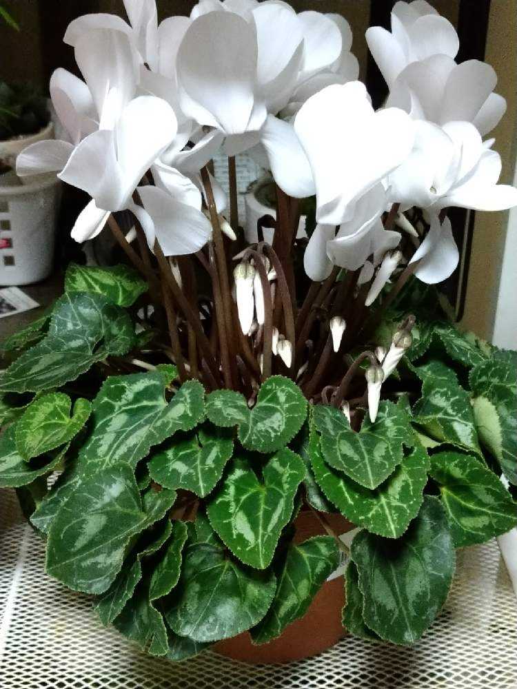 シクラメン2鉢お迎えした｜🍀GreenSnap（グリーンスナップ）