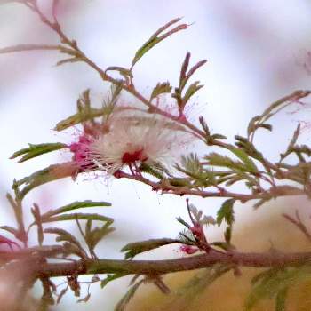 コンデジの画像 by みどり*。さん | ネムノキとネムノキ亜科と嬉しいと癒しとピンク❤︎ピンクと美しいとGo✿to✿flowerと花のある暮らしとコンデジとピンクシリーズ♪