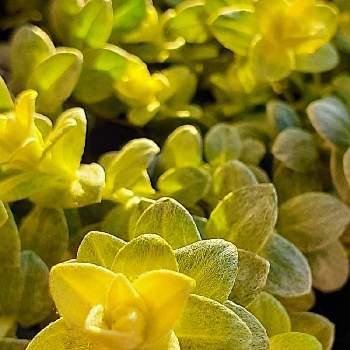 ヘリクリサムの投稿画像一覧 Greensnap グリーンスナップ