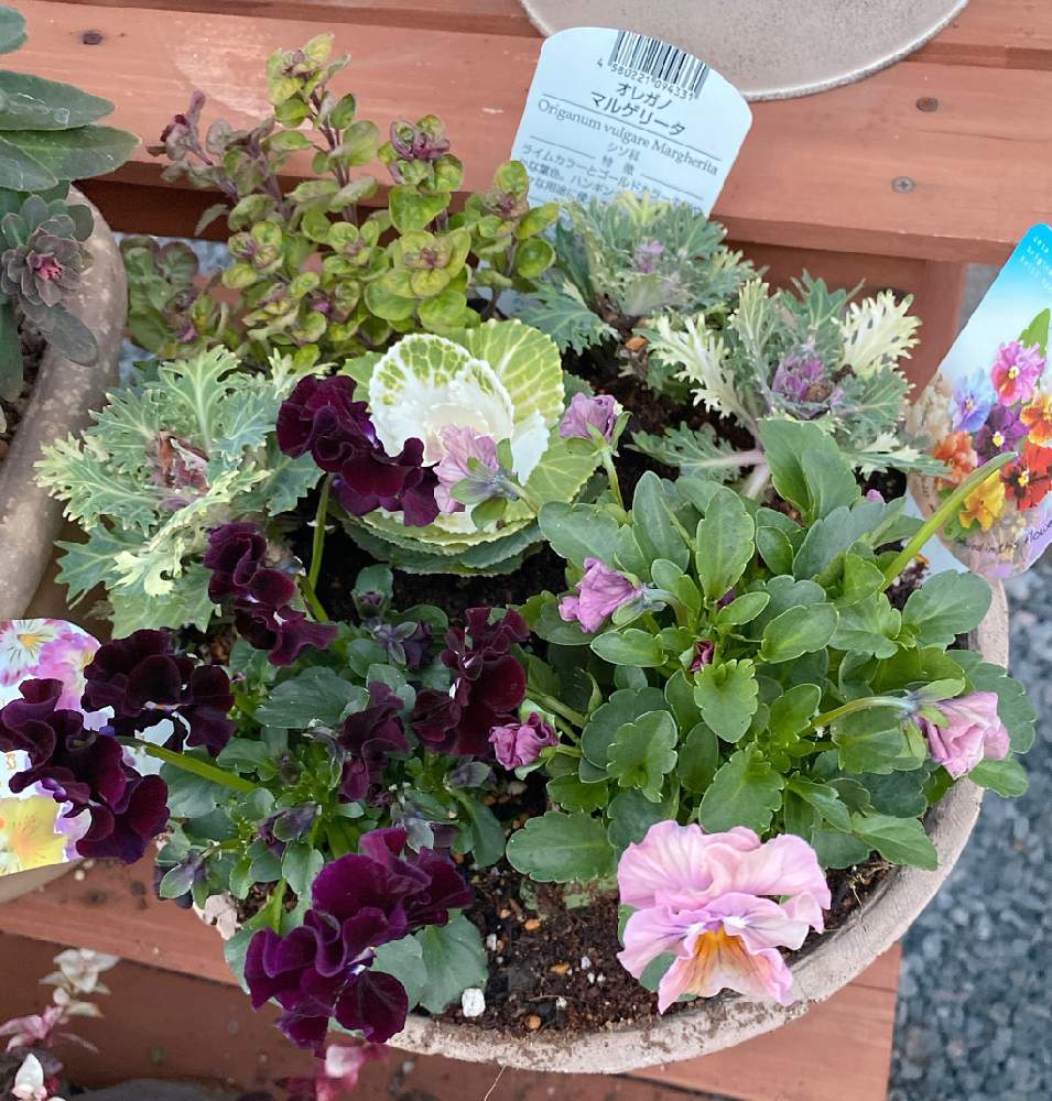 オレガノ マルゲリータの投稿画像 By ホエリさん お花大好き とビオラ パンジーと 葉牡丹と花 好きさんと繋がりたいと寄せ植えと パンジー ビオラ寄植えフォトコンテスト Cainzとおうち園芸と植中毒とgsに感謝 と癒しの花と花のある暮らしとお花屋さんとiphone